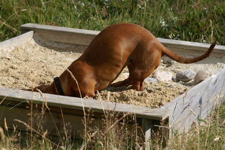 Gravhund Stovdalen´s Bianca (Ronja - Ronja 6 mdr. gammel - nyder at grave i sommerhusets sandkasse billede 5