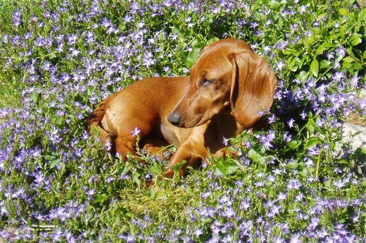 Gravhund Stovdalen´s Bianca (Ronja - 5 mdr. gammel - nyder solen mellem blomsterne - hendes yndlings solplads billede 6