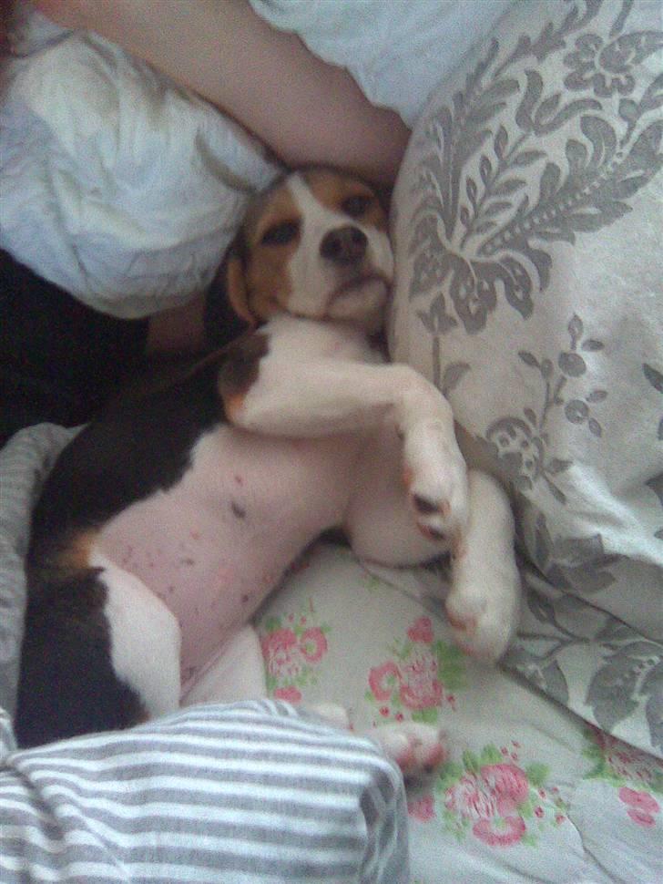 Beagle Abby billede 12