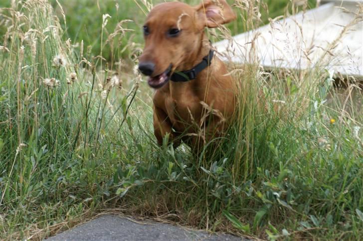 Gravhund Stovdalen´s Bianca (Ronja - Ronja i sommerhuset i fuld firspring billede 7