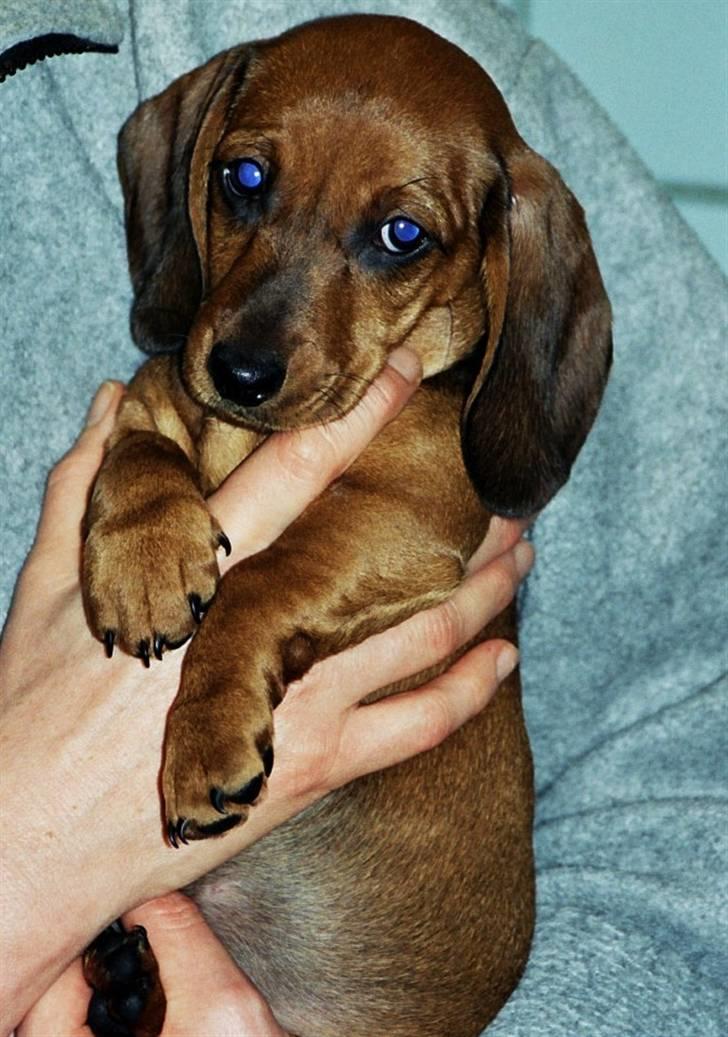 Gravhund Rimsmedens Amina-Mia (Mia - 7 uger gammel - ventetiden er lang billede 1