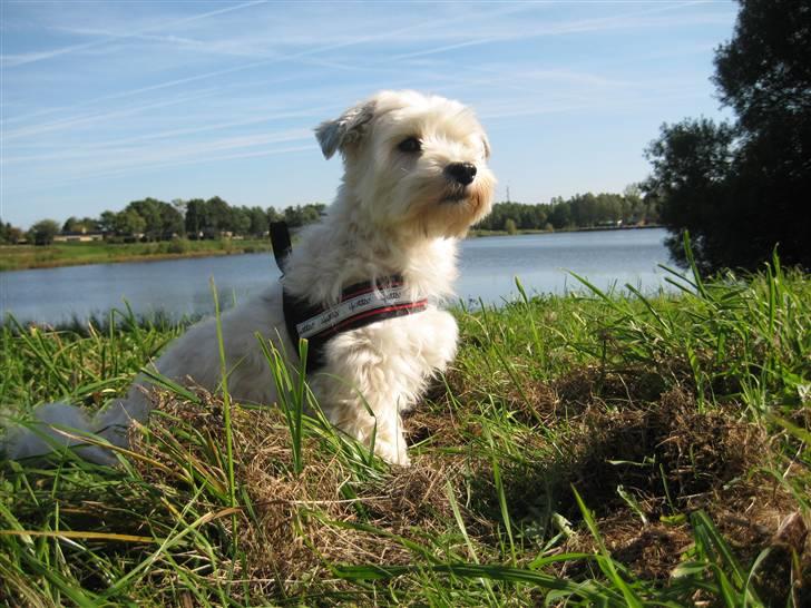 Bichon havanais Valborgs Flora (Lupe) billede 20