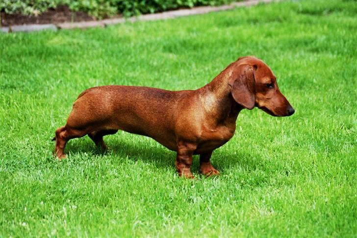 Gravhund Rimsmedens Amina-Mia (Mia - Mia på plænen - blev dagen før Udstillingens Bedste Baby på DGK´s udstilling i Silkeborg billede 3