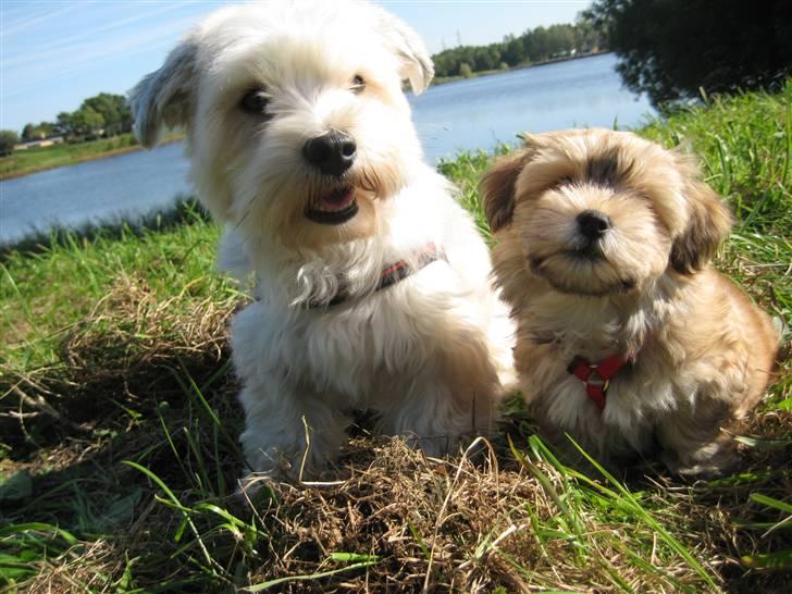 Bichon havanais Nelli billede 11