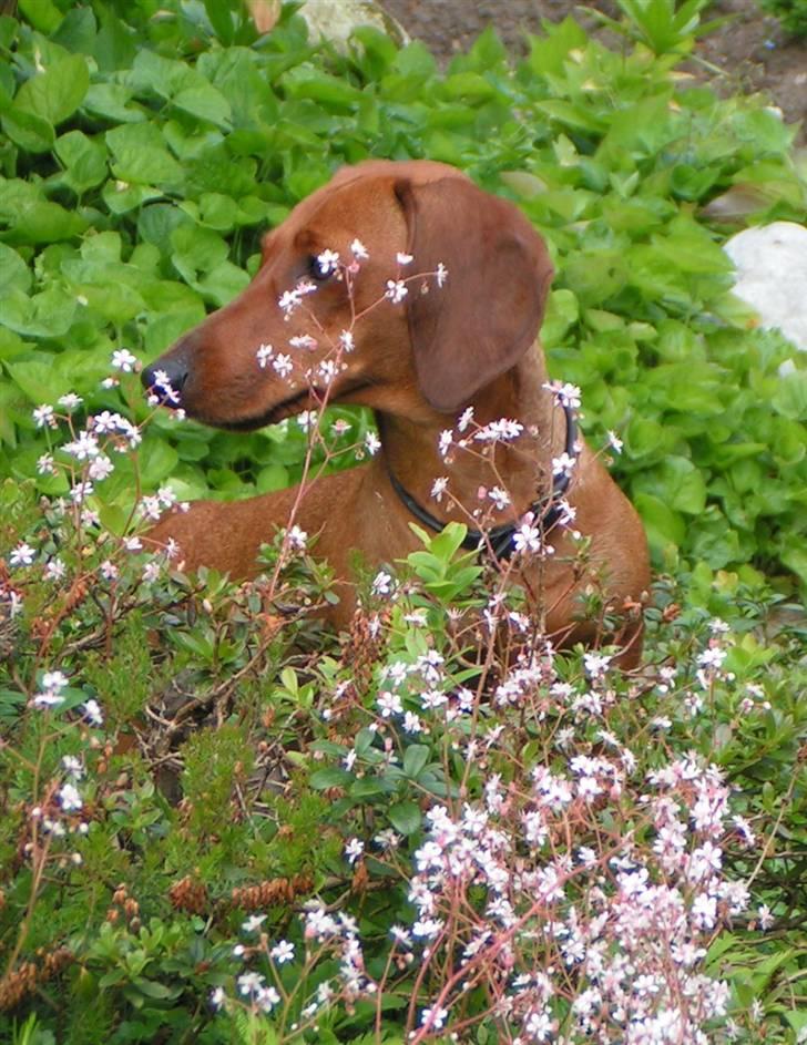 Gravhund Rimsmedens Amina-Mia (Mia - Mia som blomsterpige. Hun får meget tid til at gå ved havedammen og i havens bede. billede 4