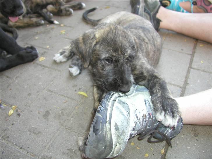 Irsk ulvehund Balrog <3 - Balrog som hvalp =D billede 5