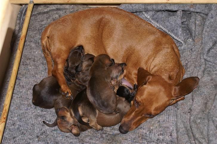 Gravhund Rimsmedens Amina-Mia (Mia - Mia er en uovertruffen moder. Hun har haft 3 kuld. her er det C kuld billede 5