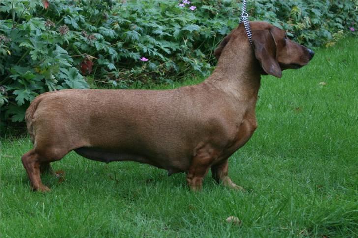 Gravhund Rimsmedens Amina-Mia (Mia - Mia 5½ år gammel - poserer i haven efter at have fået Excelent i Vejen billede 6