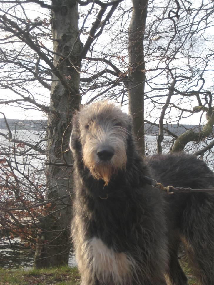 Irsk ulvehund Mahi <3 - Velkommen til Mahi´s profil =D billede 1