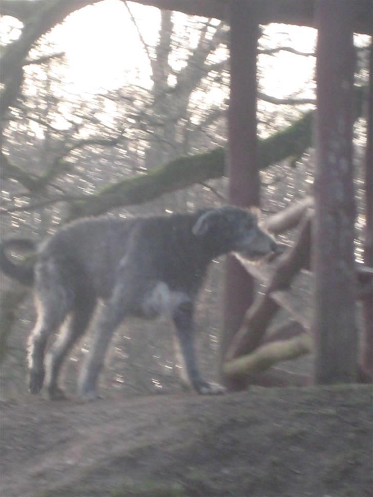Irsk ulvehund Mahi <3 - <333 billede 3