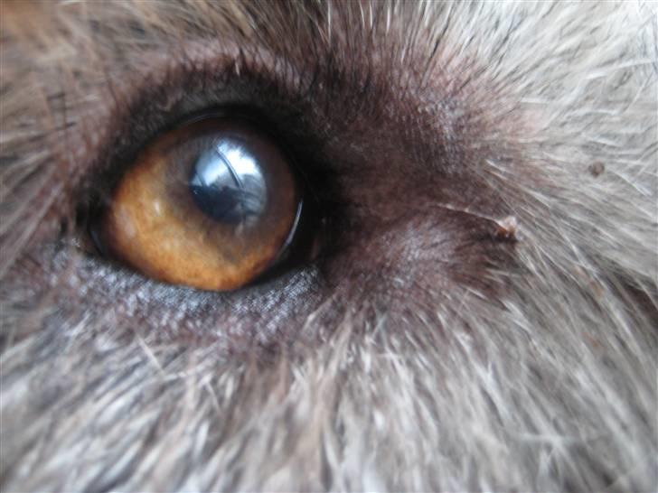 Irsk ulvehund Mahi <3 - Mahi´s smukke øje <33 billede 6
