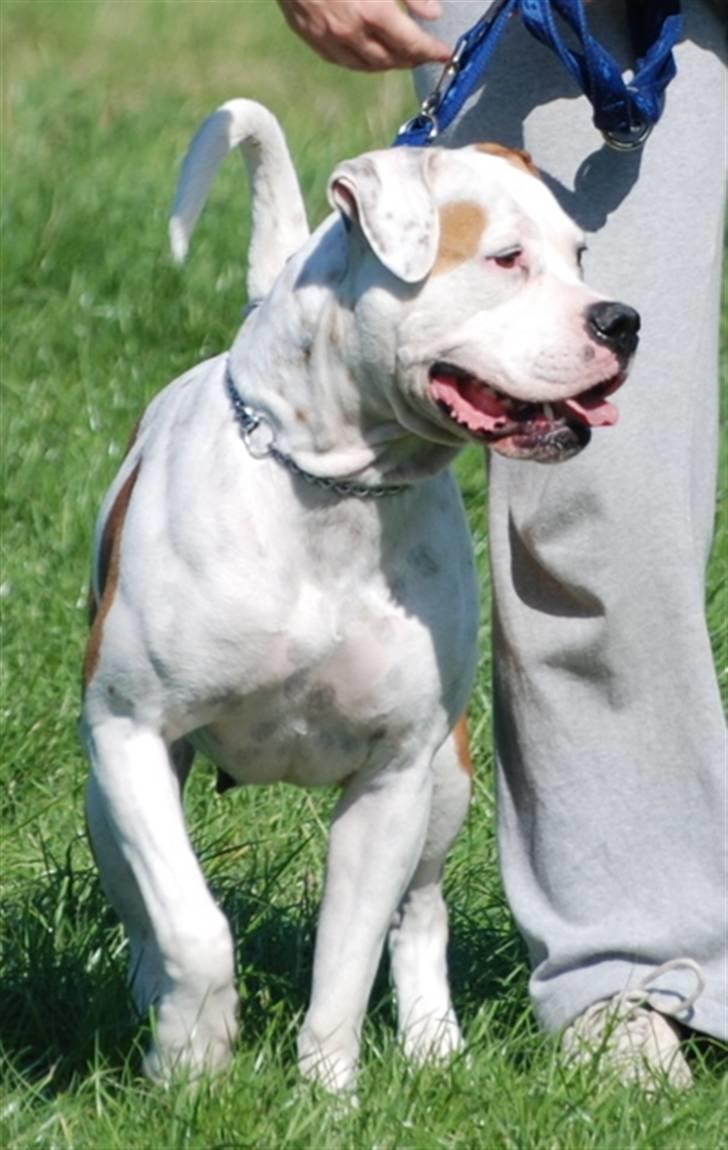 Amerikansk bulldog God Blesed Aschera R.I.P. 21/2 2011 - Aschera aka Lille 2 år gammel - 30 august 2008 billede 15