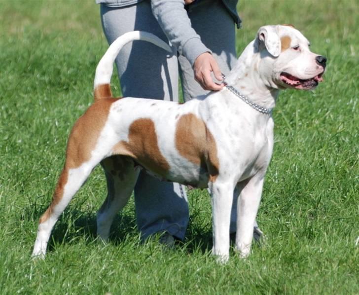 Amerikansk bulldog God Blesed Aschera R.I.P. 21/2 2011 - Aschera aka Lille 2 år gammel - 30 august 2008 billede 16