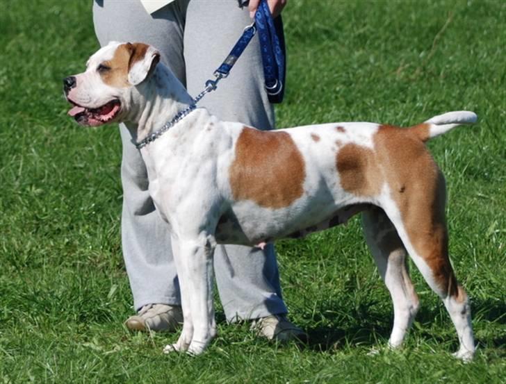 Amerikansk bulldog God Blesed Aschera R.I.P. 21/2 2011 - Aschera aka Lille 2 år gammel - 30 august 2008 billede 17