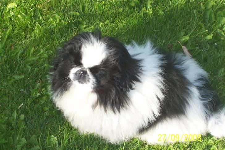Pekingeser Cherrie d 2 billede 7
