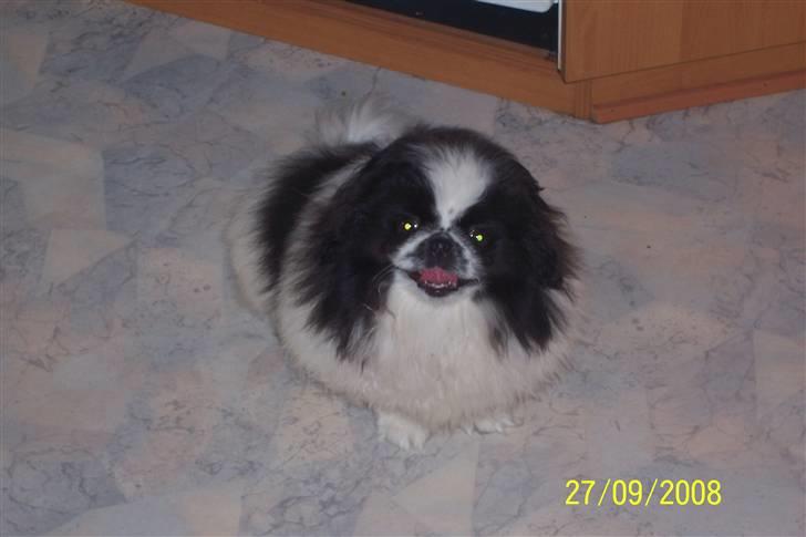 Pekingeser Cherrie d 2 billede 8