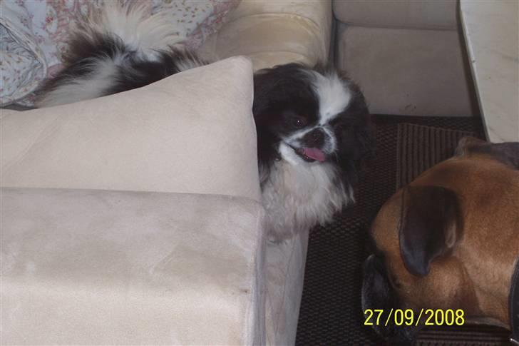 Pekingeser Cherrie d 2 billede 9