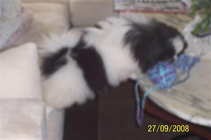 Pekingeser Cherrie d 2 billede 10