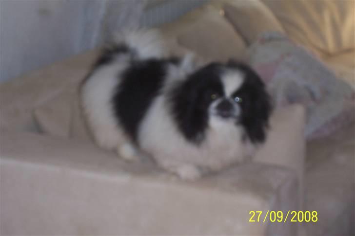 Pekingeser Cherrie d 2 billede 11