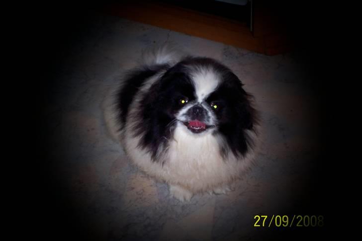 Pekingeser Cherrie d 2 billede 12