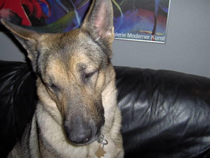 Schæferhund Fie - Hvil i fred - Fie´s smukke hoved<3 billede 1