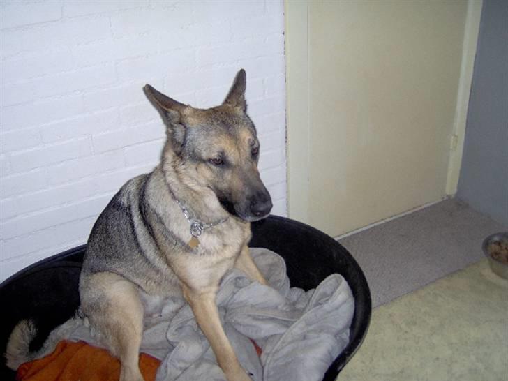 Schæferhund Fie - Hvil i fred - ZzzzzzZzz billede 2