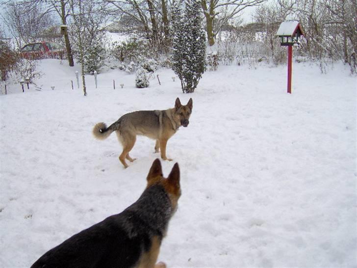Schæferhund Fie - Hvil i fred - Fie´s og hendes hvalp Gandi  billede 3