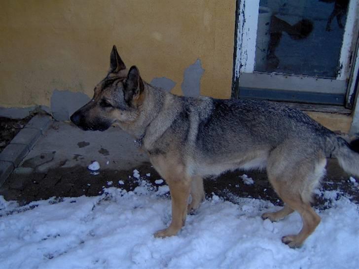 Schæferhund Fie - Hvil i fred - Nytårsaften dag enden Fie går amok billede 4