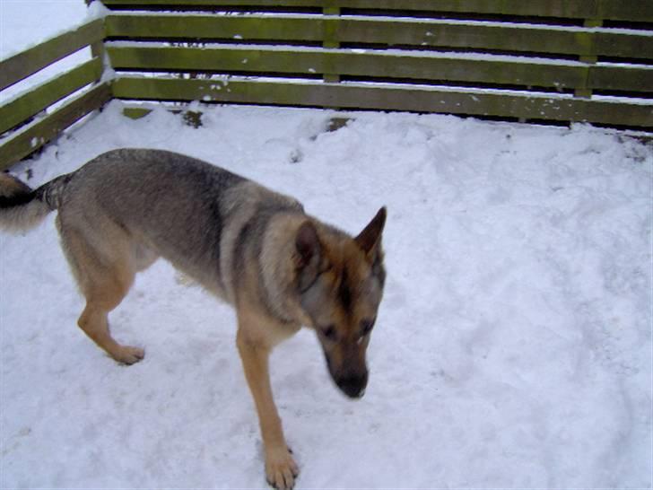 Schæferhund Fie - Hvil i fred - smukke fie billede 5