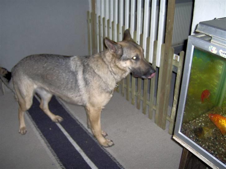 Schæferhund Fie - Hvil i fred - Jeg sys fisk smager gooodt billede 6