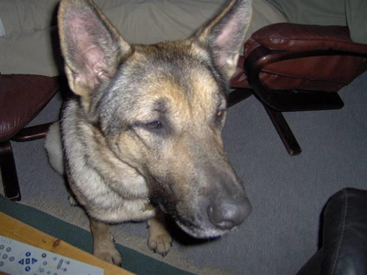 Schæferhund Fie - Hvil i fred - EYY tager du billeder af mig billede 7