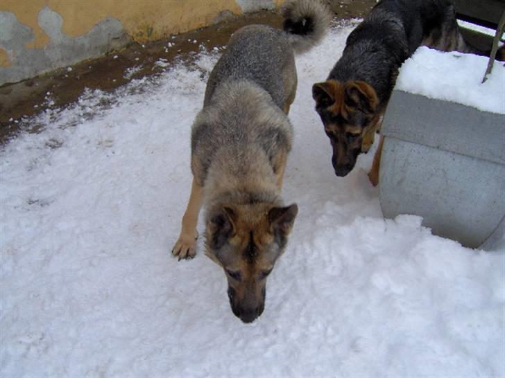 Schæferhund Fie - Hvil i fred - jeg får bare stenen først billede 8