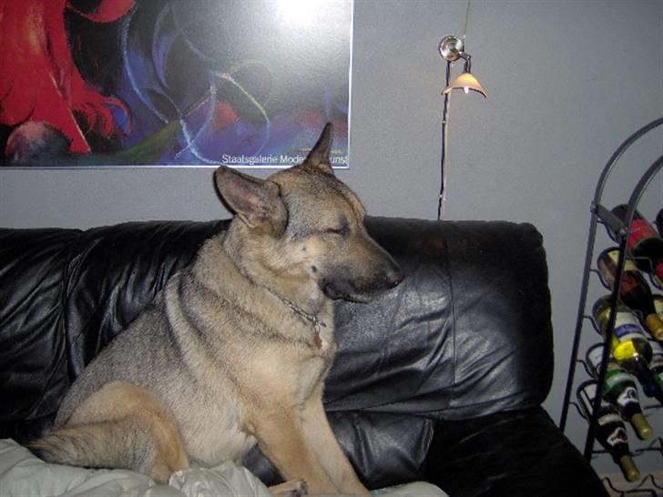 Schæferhund Fie - Hvil i fred - Tudtud jeg vil osse have min julegave.. billede 9