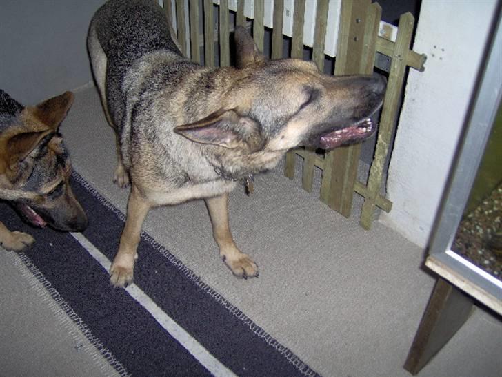 Schæferhund Fie - Hvil i fred - jeg piver da der er ingen der snakker med mig billede 10