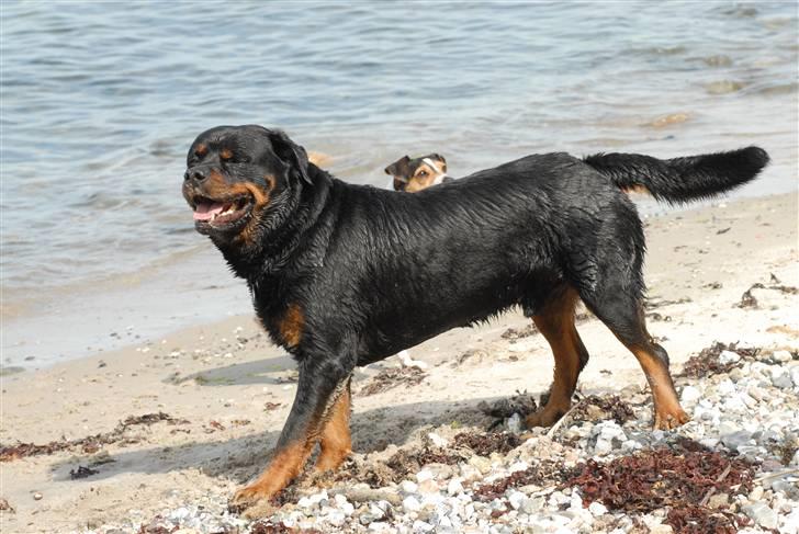 Rottweiler  . Gizmo Vom Dornenhof billede 5