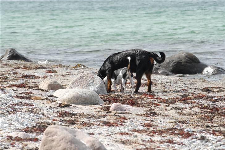 Rottweiler  . Gizmo Vom Dornenhof billede 6