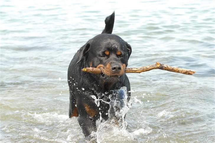 Rottweiler  . Gizmo Vom Dornenhof billede 7