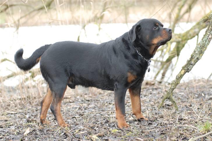 Rottweiler  . Gizmo Vom Dornenhof billede 8