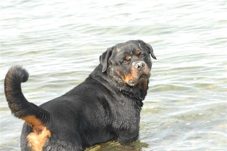 Rottweiler  . Gizmo Vom Dornenhof billede 9