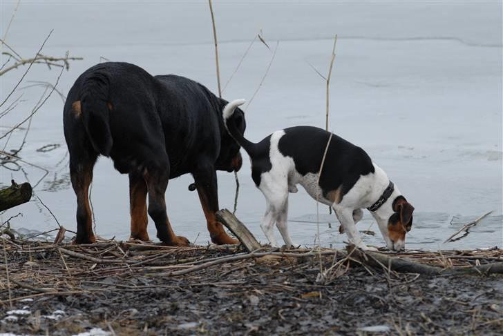 Rottweiler  . Gizmo Vom Dornenhof billede 10