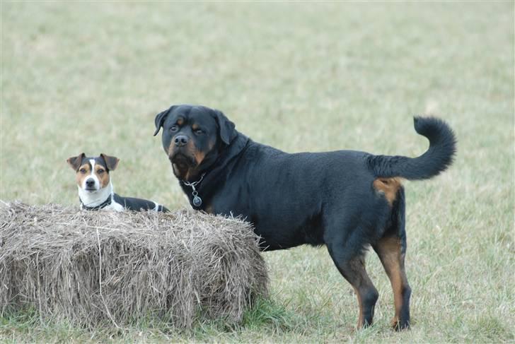 Rottweiler  . Gizmo Vom Dornenhof billede 11