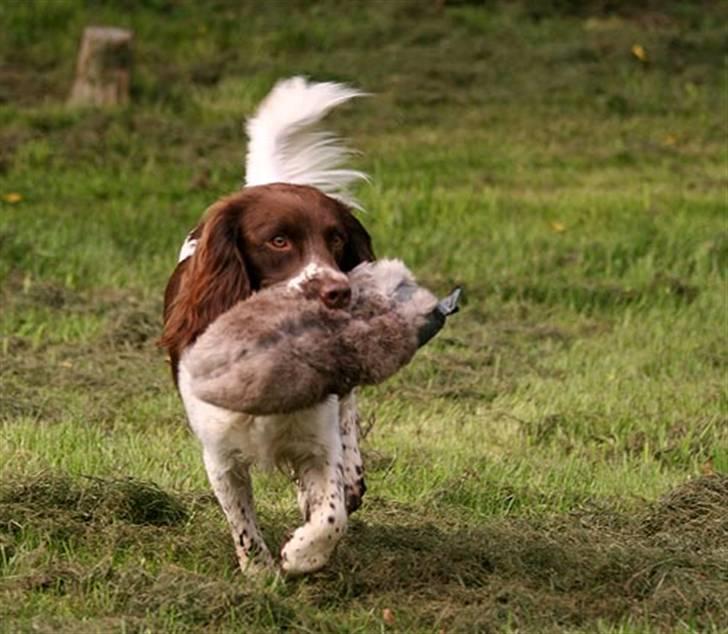 Engelsk springer spaniel Jack billede 12