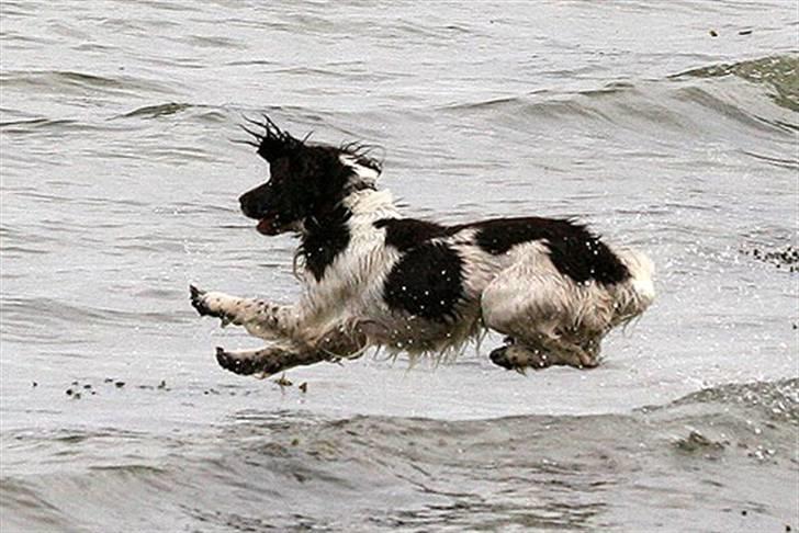 Engelsk springer spaniel Jack billede 13