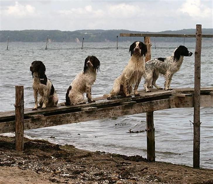 Engelsk springer spaniel Jack billede 14