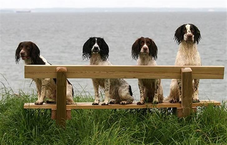 Engelsk springer spaniel Jack billede 15