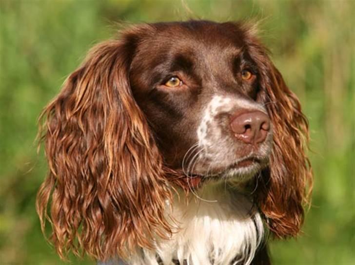 Engelsk springer spaniel Jack billede 16