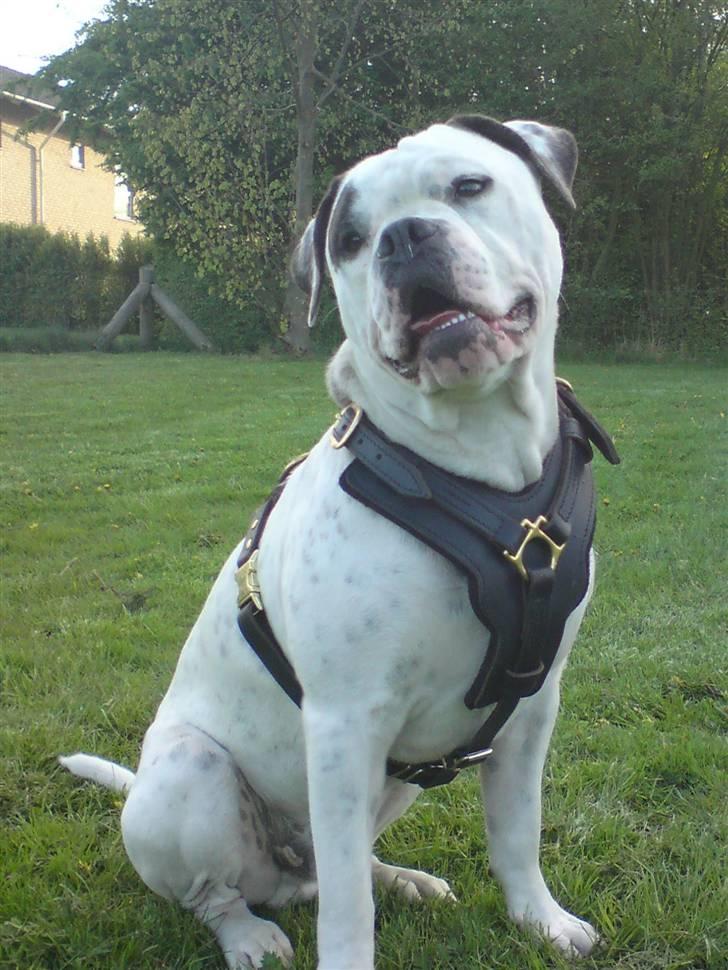 Blanding af racer Homie billede 11