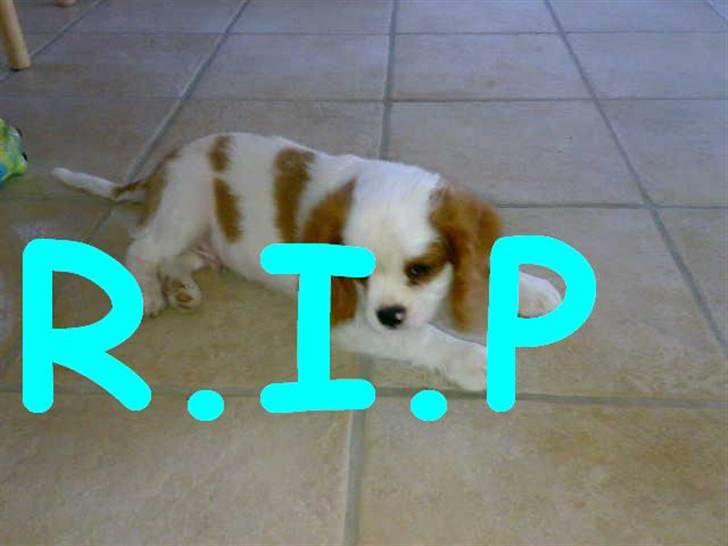Cavalier king charles spaniel slottets sir. robin DØD billede 1