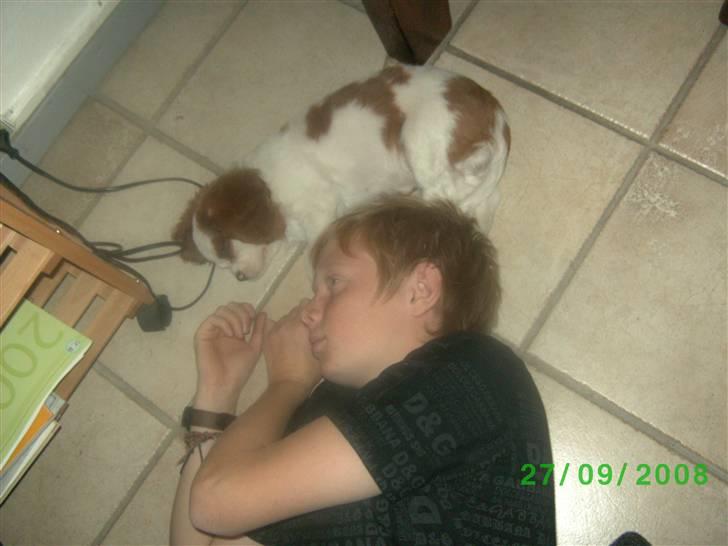 Cavalier king charles spaniel slottets sir. robin DØD billede 2