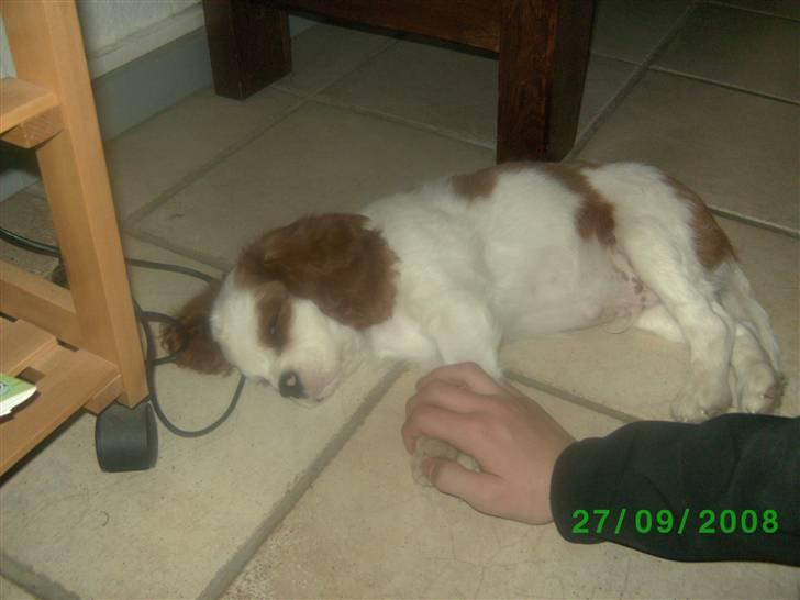 Cavalier king charles spaniel slottets sir. robin DØD billede 3